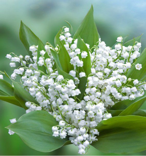 Muguet